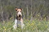 FOX TERRIER 273